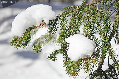 Image of Frozen pine branches