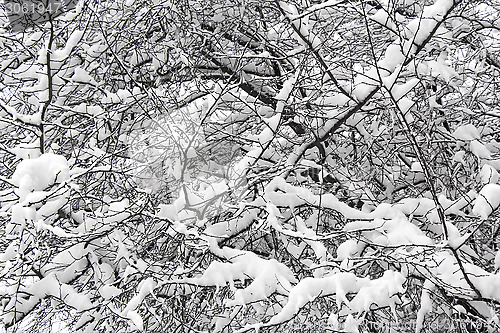 Image of Snow covered trees