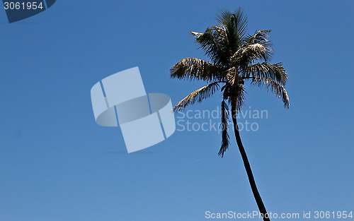 Image of Tall palm tree against a blue sky