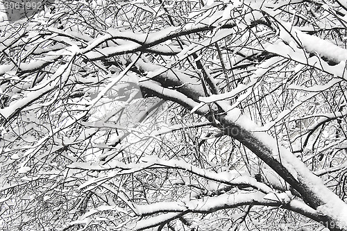 Image of Snow covered branches trees