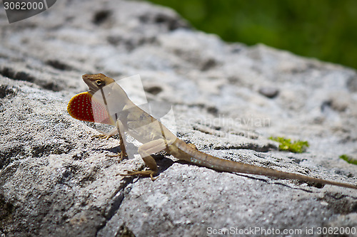 Image of Brown Anole lizard displaying its dewlap