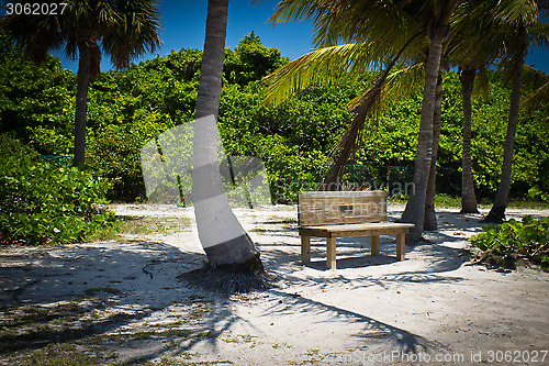 Image of Bench among the palm trees 