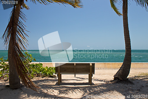 Image of Bench among the palm trees facing the ocean