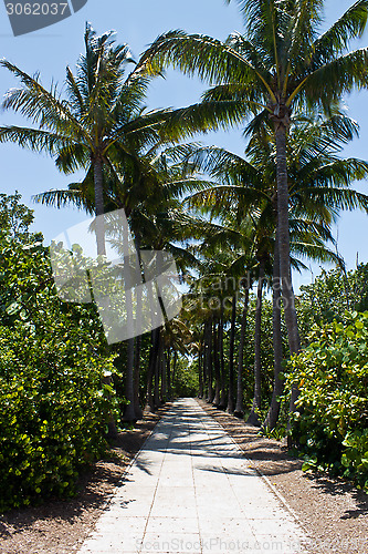 Image of Walkway lined with palm trees