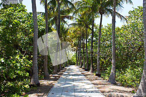 Image of Walkway lined with palm trees