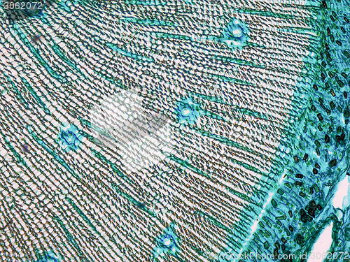 Image of Pine Wood micrograph