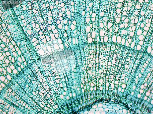 Image of Tilia stem micrograph