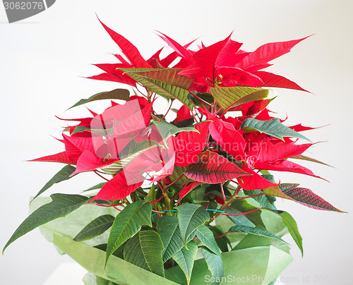 Image of Poinsettia Christmas star