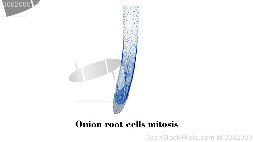 Image of Cells mitosis micrograph