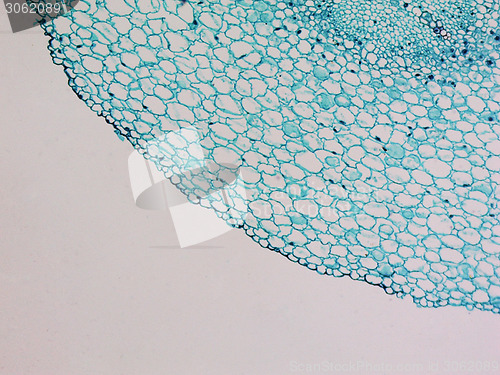 Image of Vicia faba root micrograph