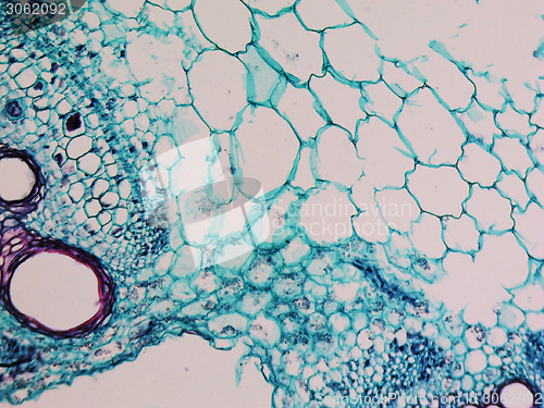 Image of Cucurbita stem micrograph