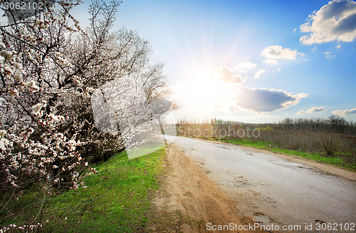 Image of Tree by the road