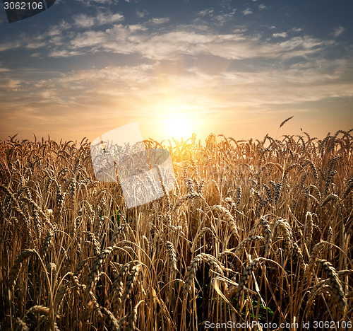 Image of Field of wheat