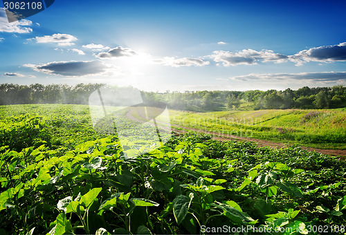 Image of Field sown with sunflowers