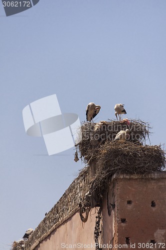 Image of Storks nesting on a rooftop in Marrakesch