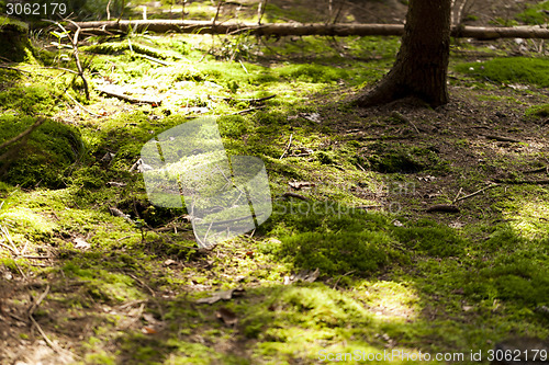 Image of Sun shining through the green leaves on a tree