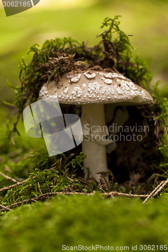 Image of Wild amanita mushroom in a forest
