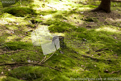 Image of Sun shining through the green leaves on a tree