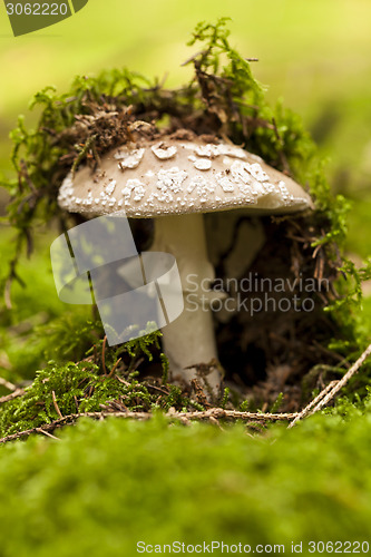 Image of Wild amanita mushroom in a forest