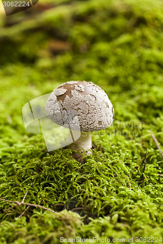 Image of Wild amanita mushroom in a forest