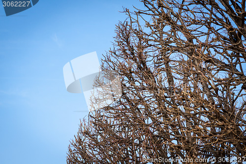 Image of Tracery of leafless branches against a blue sky