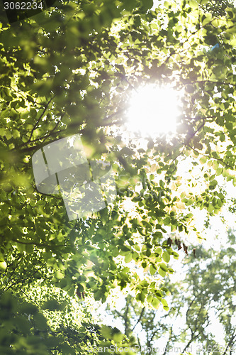 Image of Sun shining through the green leaves on a tree