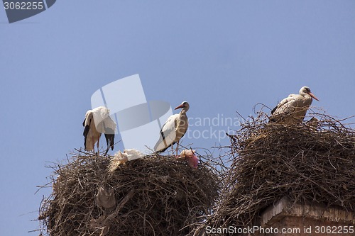 Image of Storks nesting on a rooftop in Marrakesch