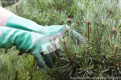 Image of Close Up of Hands Trimming Grass with Clippers