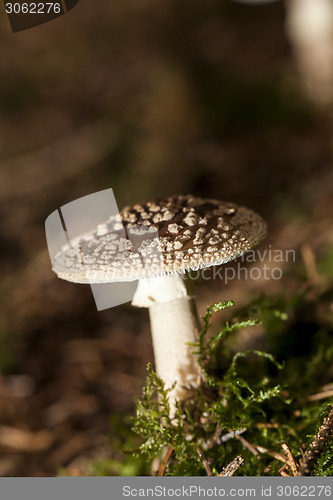 Image of Wild amanita mushroom in a forest