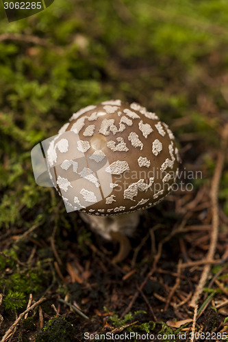 Image of Wild amanita mushroom in a forest