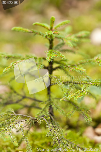 Image of Sun shining through the green leaves on a tree