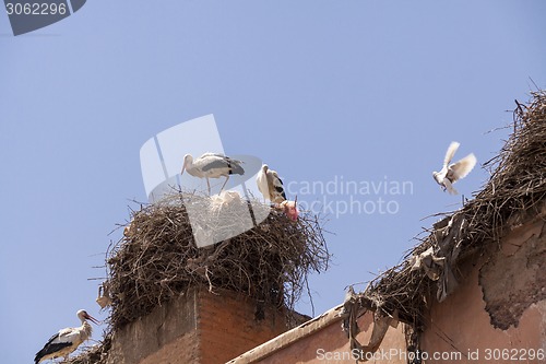 Image of Storks nesting on a rooftop in Marrakesch