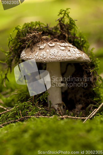 Image of Wild amanita mushroom in a forest