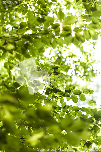 Image of Sun shining through the green leaves on a tree