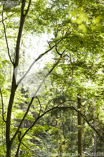 Image of Sun shining through the green leaves on a tree