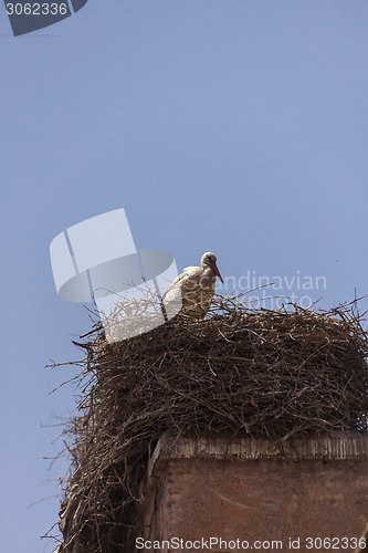 Image of Storks nesting on a rooftop in Marrakesch