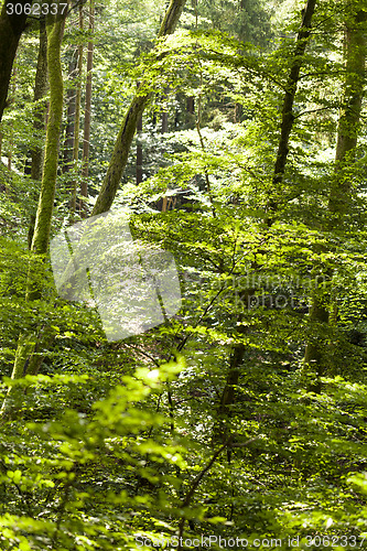 Image of Sun shining through the green leaves on a tree