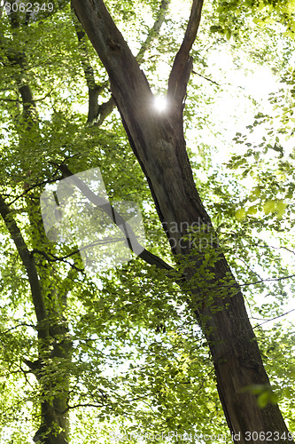 Image of Sun shining through the green leaves on a tree