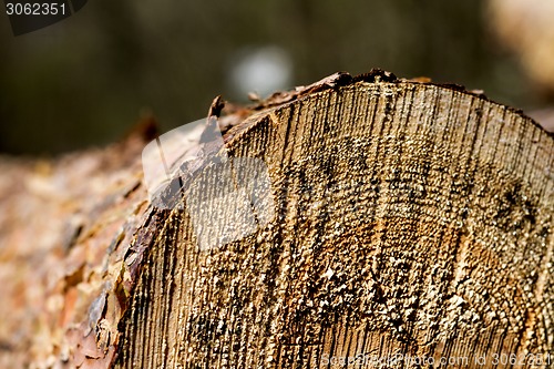 Image of cutted firewood with blured background