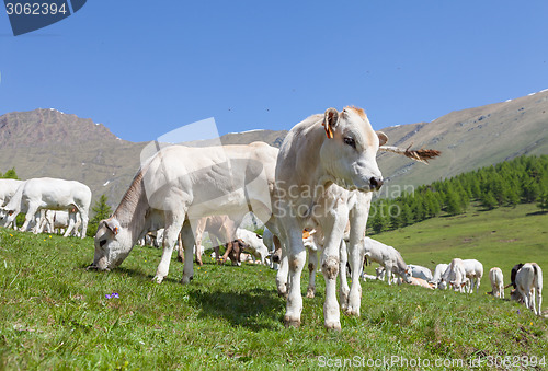 Image of Free calf on Italian Alps