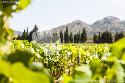 Image of Provence vineyard