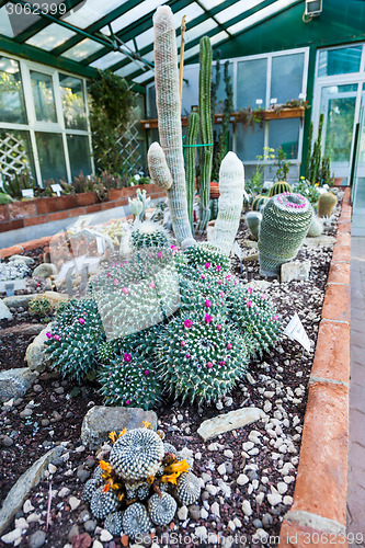 Image of Cactus greenhouse