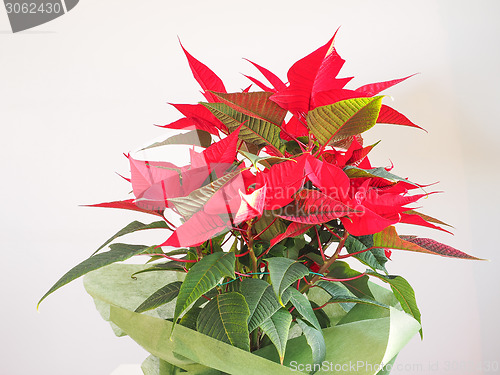 Image of Poinsettia Christmas star