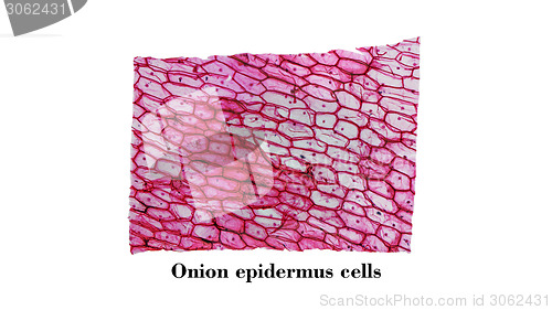 Image of Onion epidermus micrograph