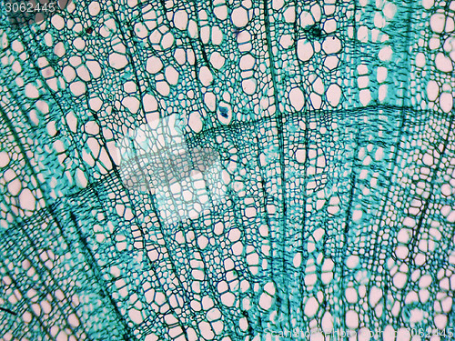 Image of Tilia stem micrograph