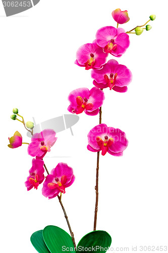 Image of Artificial Orchid flower on white background.