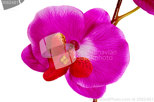 Image of Artificial Orchid flower on white background.