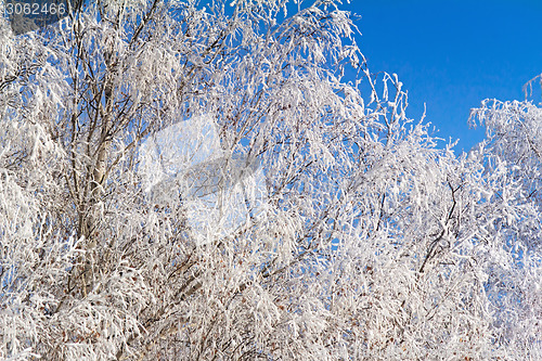 Image of Winter landscape: trees in the frost.