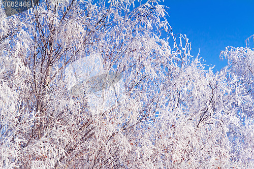 Image of Winter landscape: trees in the frost.