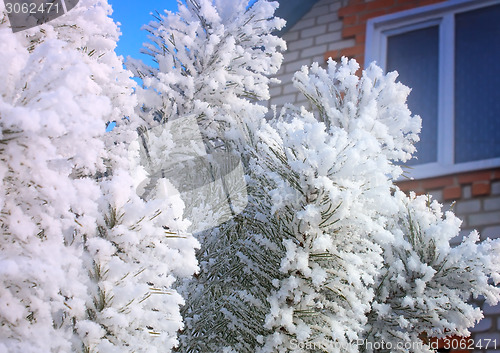 Image of Winter landscape: trees in the frost.